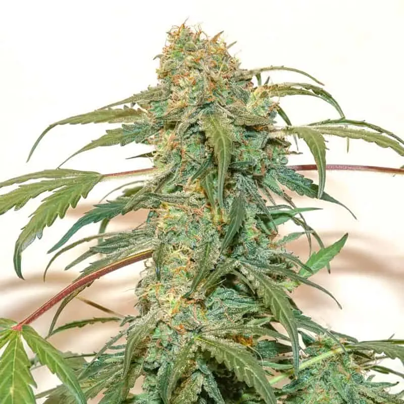 Kerosene Krash Auto