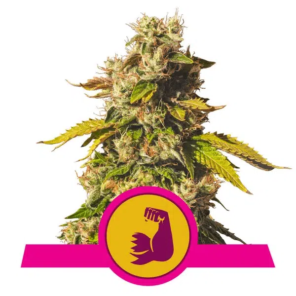 ROYAL QUEEN SEEDS - HULKBERRY STRAIN - FEM PHOTO