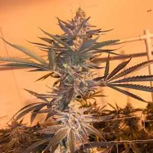 MOSCA SEEDS - DAYGER STRAIN - FEM PHOTO - 8 PACK