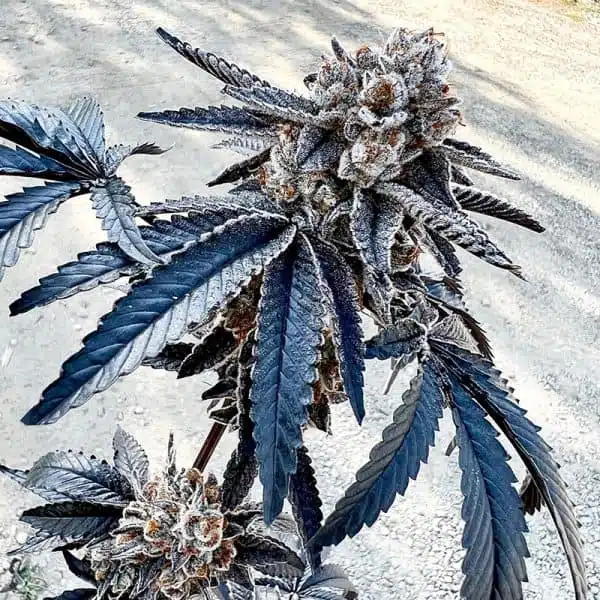 EXOTIC GENETIX - SPLITZ STRAIN - FEM PHOTO - 6 PACK