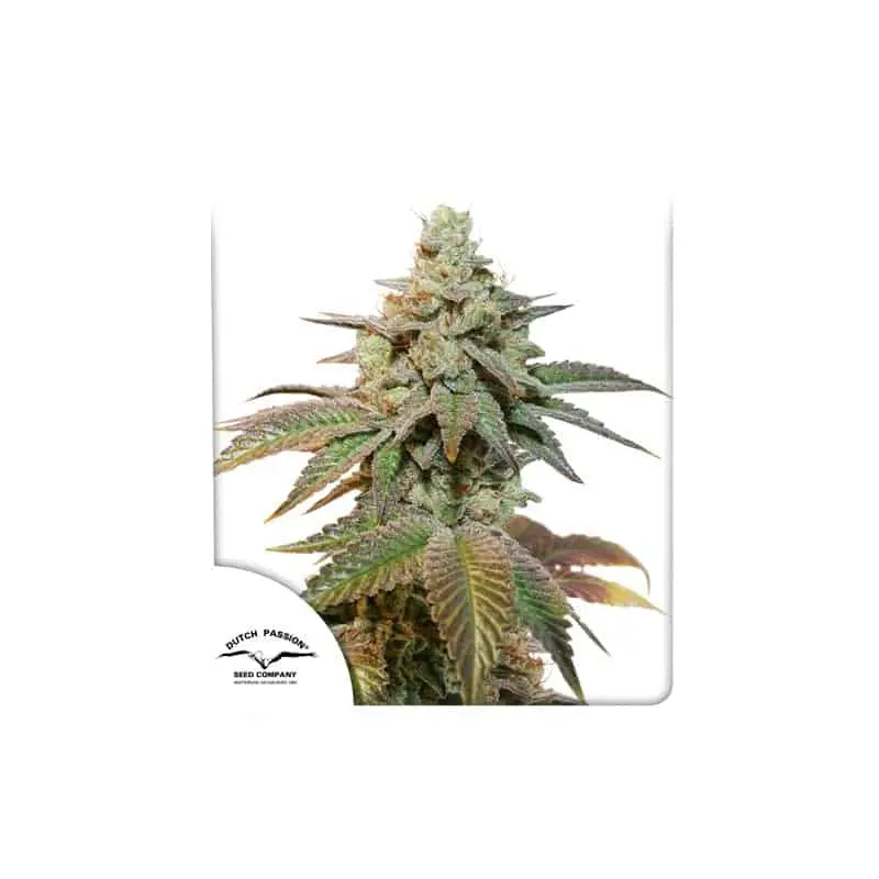 Kerosene Krash Auto | Dutch Passion | FEM Autoflower Seeds