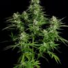 ROYAL QUEEN SEEDS - TITAN F1 STRAIN - AUTO FEM - Image 3