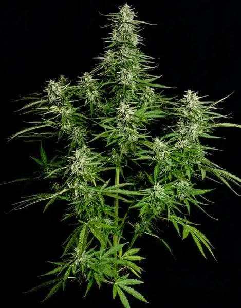 ROYAL QUEEN SEEDS – TITAN F1 STRAIN – AUTO FEM