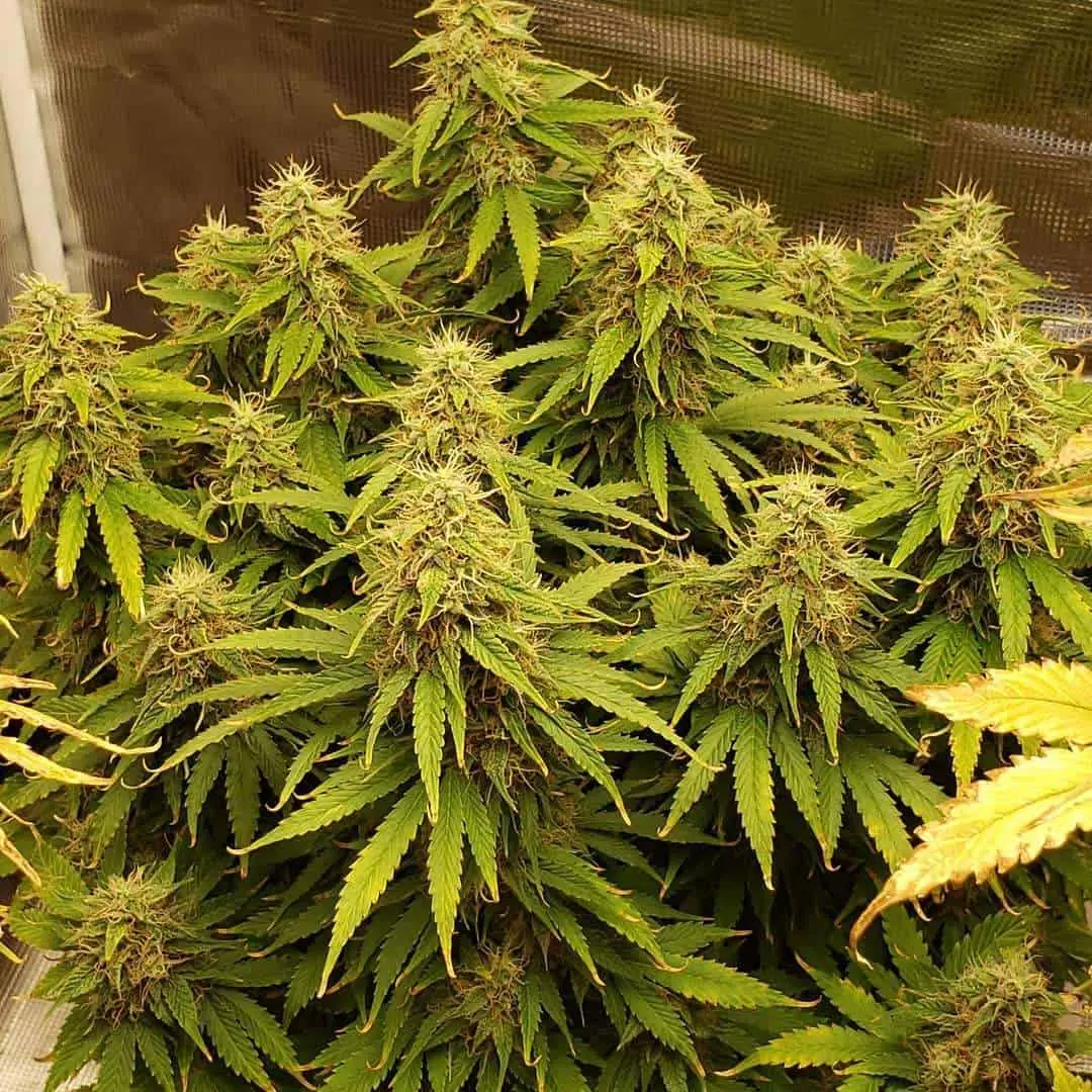 TASTEBUDZ – ORANGE COOKIES STRAIN – AUTO FEM