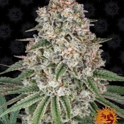 Tropicanna Banana | Barney's Farm | FEM Photoperiod Seeds