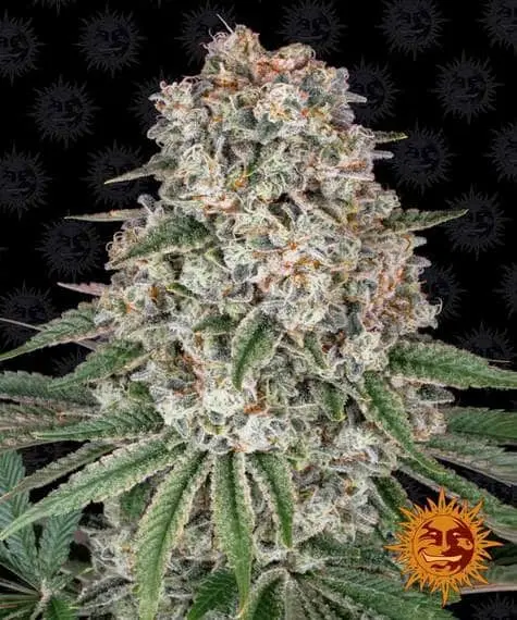 Tropicanna Banana | Barney's Farm | FEM Photoperiod Seeds