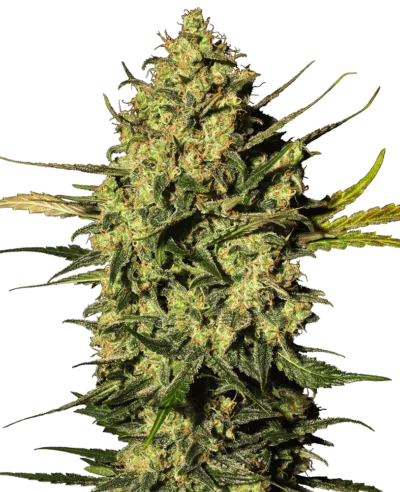 Image of a cannabis plant