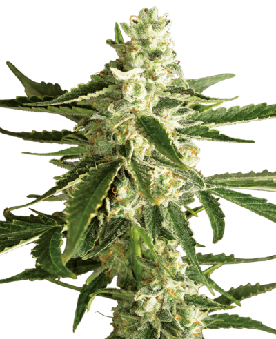 Image of a cannabis plant