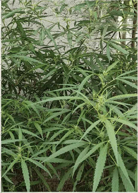 TRIDENT SEEDS - DARJEELING WEST BENGAL STRAIN - REG PHOTO