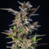 ROYAL QUEEN SEEDS - WATERMELON AUTOMATIC STRAIN - AUTO FEM - Image 2