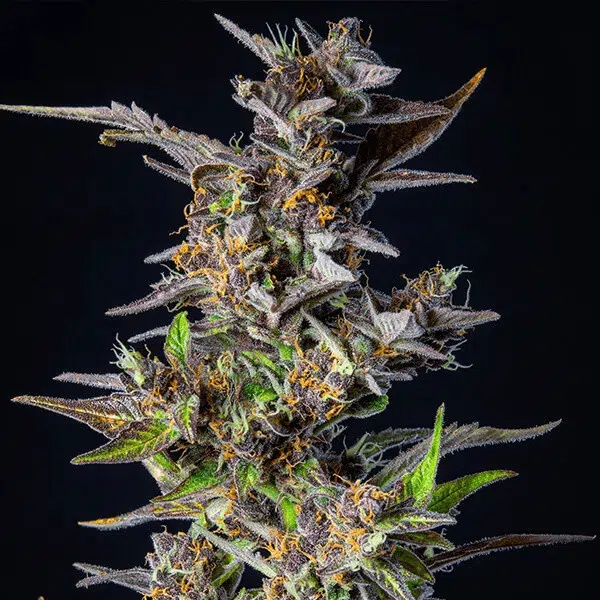 ROYAL QUEEN SEEDS – WATERMELON AUTOMATIC STRAIN – AUTO FEM