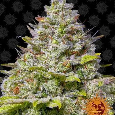 Blue Gelato 41 | Barney's Farm | FEM Photoperiod Seeds