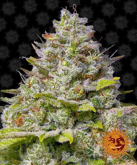 Blue Gelato 41 | Barney's Farm | FEM Photoperiod Seeds