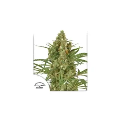 Snowbud | Dutch Passion | FEM Photoperiod Seeds