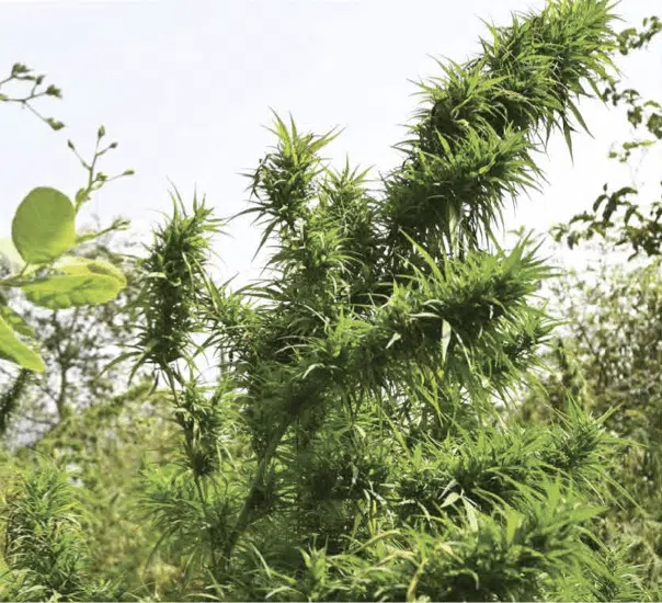 TRIDENT SEEDS - ARRAKU MANGO STRAIN - REG PHOTO