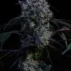 Super Lemon Haze RBX3 plant