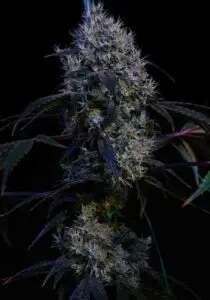Super Lemon Haze RBX3 | Ethos Genetics | FEM Photoperiod Seeds - 5 Pack