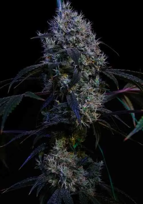 Super Lemon Haze RBX3 | Ethos Genetics | FEM Photoperiod Seeds