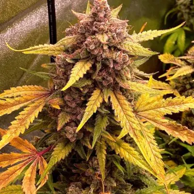Creme De La Cosmos Auto | Night Owl Seeds | FEM Autoflower Seeds