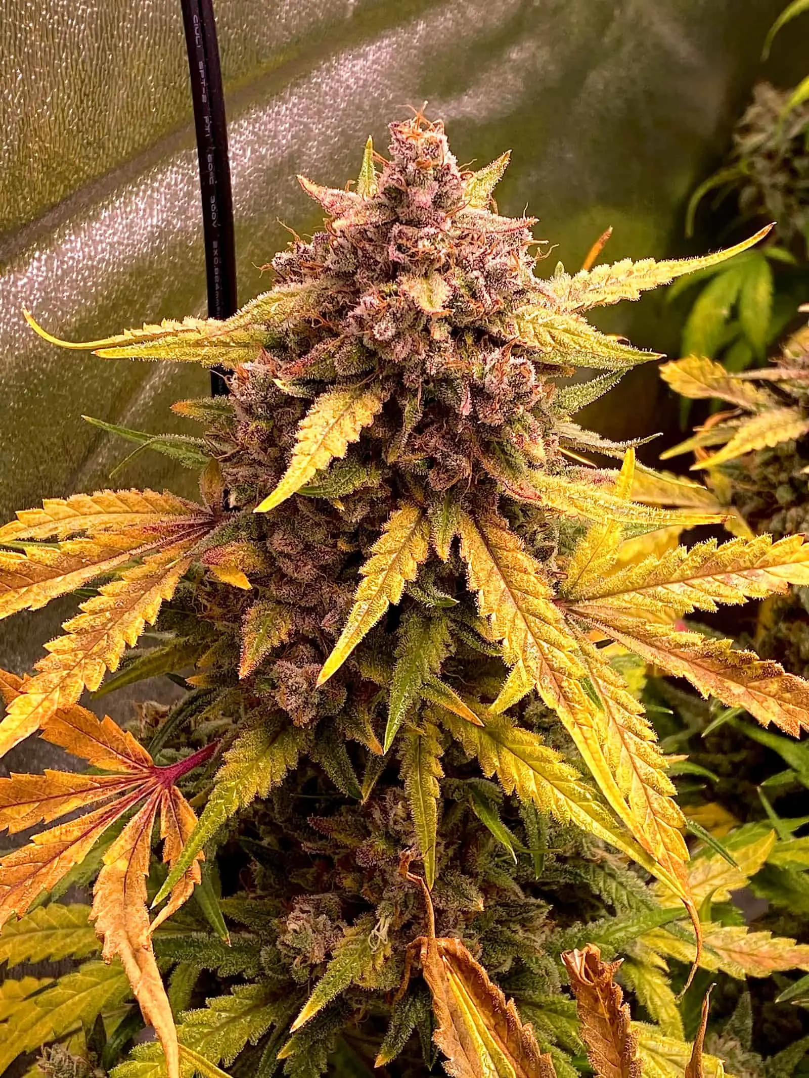 Creme De La Cosmos Auto | Night Owl Seeds | FEM Autoflower Seeds