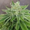 TWENTY20 MENDOCINO - MMXX F2 STRAIN - FEM PHOTO - Image 3