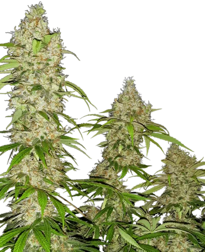 Image of a cannabis plant