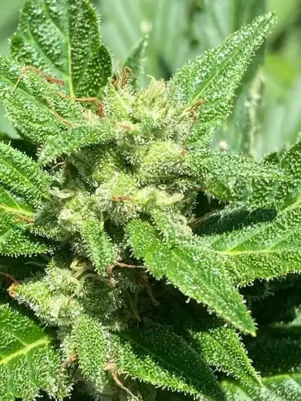 Alaskan Purple | Seedsman | FEM Autoflower Seeds