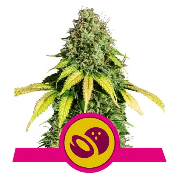ROYAL QUEEN SEEDS - SOMANGO XL STRAIN - FEM PHOTO