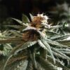 BODHI - SPROUTWAYS - DREAD BREAD STRAIN - REG PHOTO - 10 PACK - Image 2