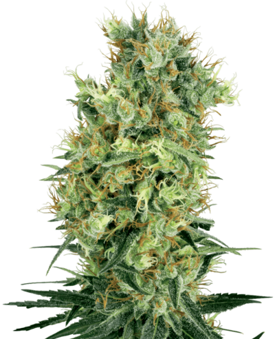 Cannabis image