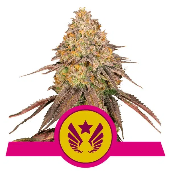 ROYAL QUEEN SEEDS - LEGENDARY OG PUNCH STRAIN - FEM PHOTO