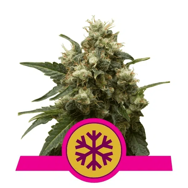 ROYAL QUEEN SEEDS - ICE STRAIN - FEM PHOTO