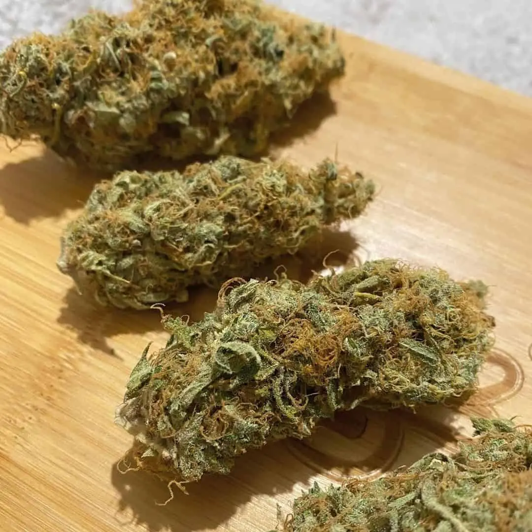 TASTEBUDZ – GELONADE STRAIN – FEM PHOTO