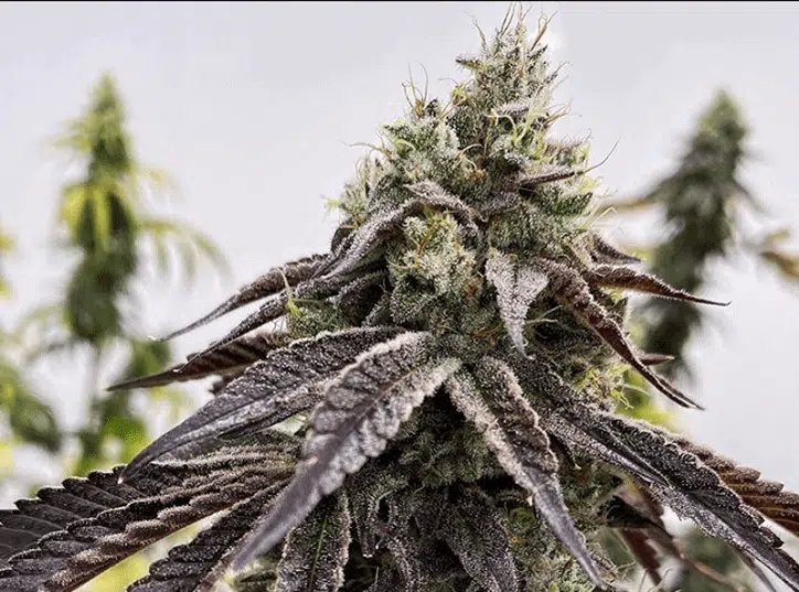 EXOTIC GENETIX - TARTS STRAIN - FEM PHOTO - 6 PACK