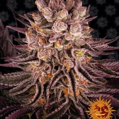 Mimosa X Orange Punch | Barney's Farm | FEM Photoperiod Seeds