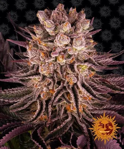 Mimosa X Orange Punch | Barney's Farm | FEM Photoperiod Seeds