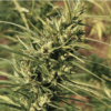 TRIDENT SEEDS - ARRAKU MANGO STRAIN - REG PHOTO - Image 4