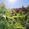KAGYU - SPROUTWAYS - BURMESE (PURE LANDRACE) STRAIN - REG PHOTO - 10 PACK - Image 2