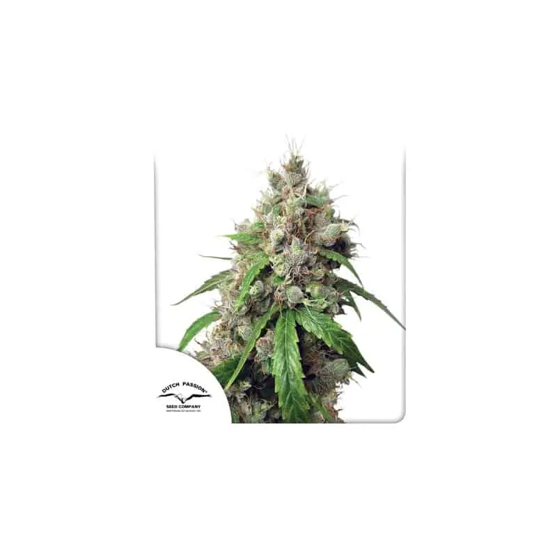 Euforia Auto | Dutch Passion | FEM Autoflower Seeds