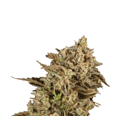 SEED STOCKERS - APOLLO BLACK CHERRY STRAIN - FEM PHOTO