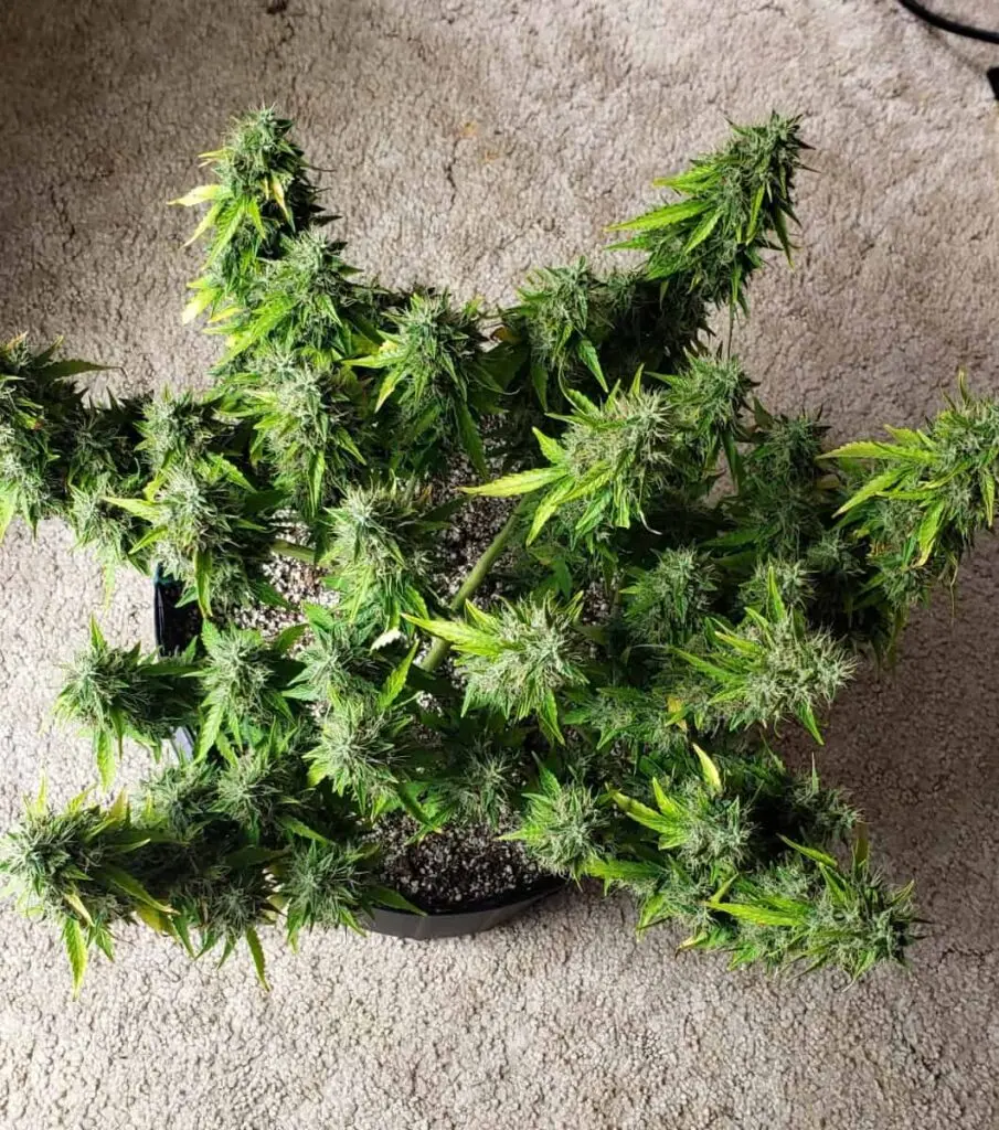 TASTEBUDZ – LEMON MERINGUE STRAIN – AUTO FEM