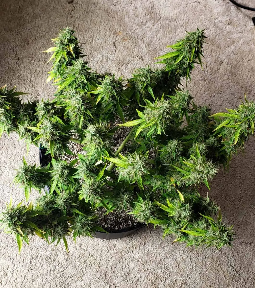 TASTEBUDZ – LEMON MERINGUE STRAIN – AUTO FEM