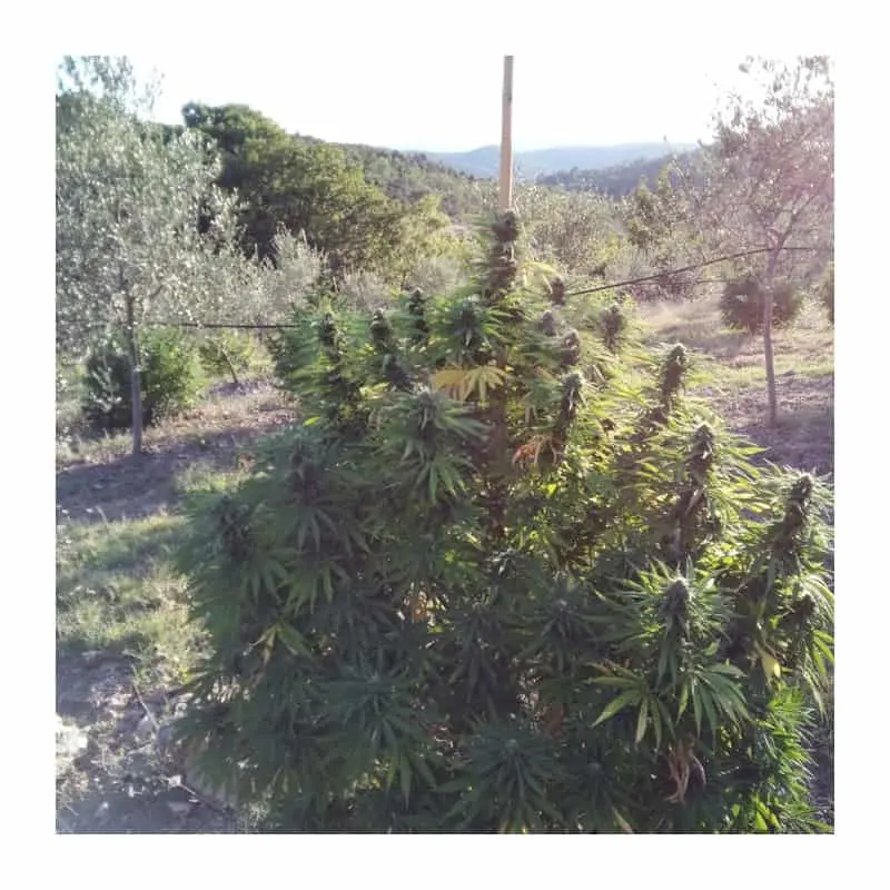CBD Charlottes Angel