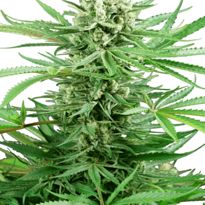 Image of a cannabis plant