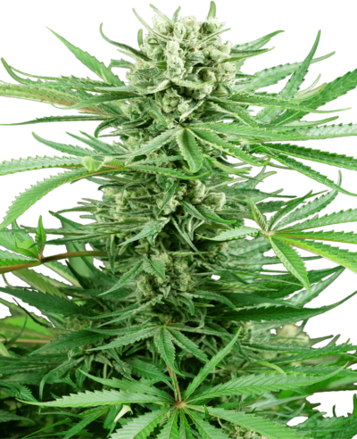 Image of a cannabis plant