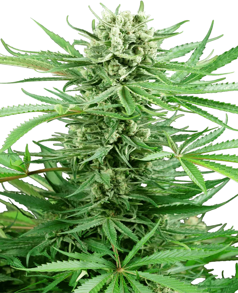 Image of a cannabis plant