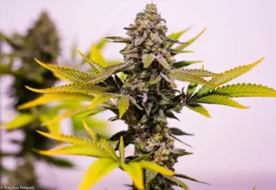 BROTHERS GRIMM SEEDS - CINDERELLA 99 STRAIN - REG PHOTO - 12 PACK