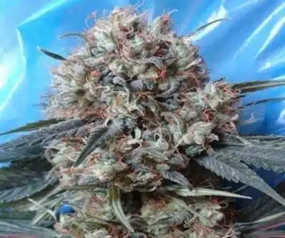 Nepal Jam X Kali China | Ace Seeds | FEM Photoperiod Seeds