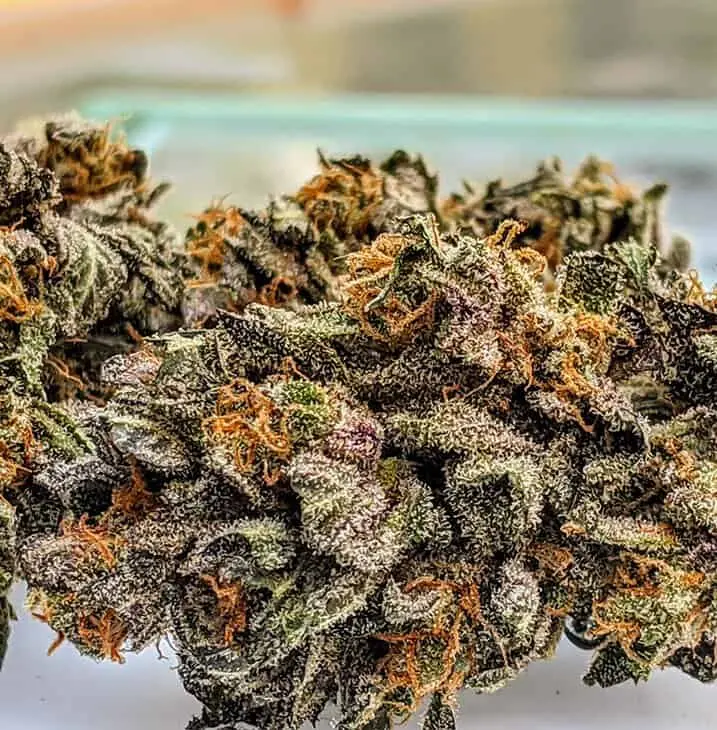 TWENTY20 MENDOCINO – AVENUE OF THE GIANTS STRAIN – FEM PHOTO