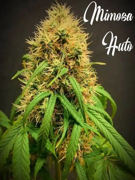 TASTEBUDZ – MIMOSA STRAIN – AUTO FEM